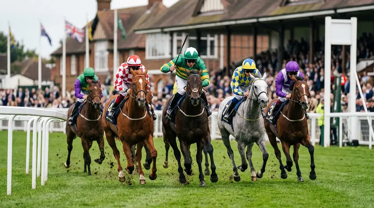 Field of thoroughbred horses approaching the finish line on a British turf racecourse